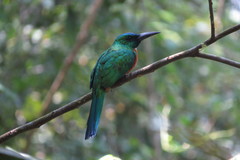 Jacamerops aureus
