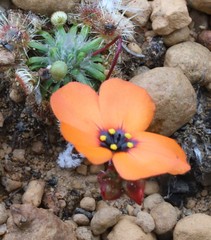 Drosera hyperostigma