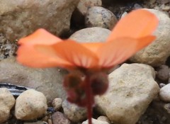 Drosera hyperostigma