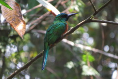 Jacamerops aureus