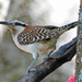 Rufous-naped Wren - Photo (c) Jerry Oldenettel, some rights reserved (CC BY-NC-SA)