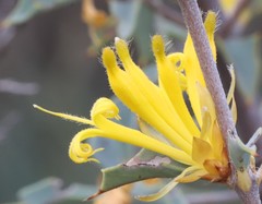 Lambertia ilicifolia