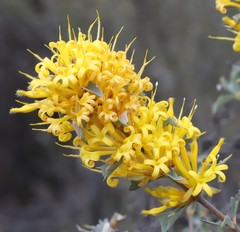 Lambertia ilicifolia