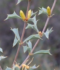 Lambertia ilicifolia