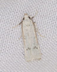 Glyphidocera