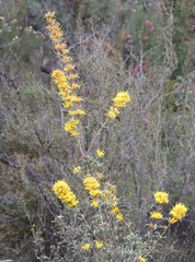 Lambertia ilicifolia