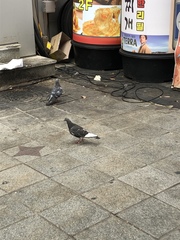 Columba livia domestica