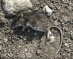 Peromyscus maniculatus anacapae