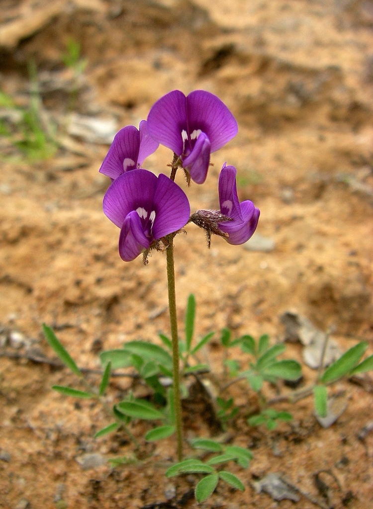 Variable Swainsona from Nangiloc VIC 3494, Australia on September 11
