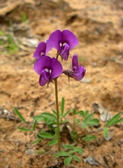 Swainsona oroboides