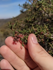 Ceanothus papillosus