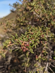 Ceanothus papillosus