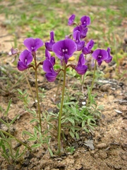 Swainsona oroboides