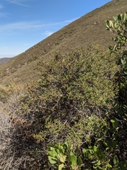 Ceanothus papillosus