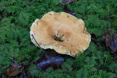 Lactarius repraesentaneus