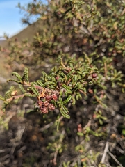 Ceanothus papillosus