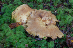 Lactarius repraesentaneus