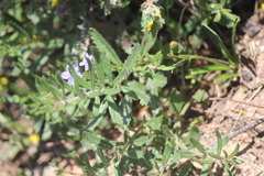 Gonocarpus elatus