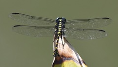 Ictinogomphus decoratus