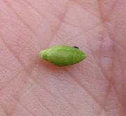 Urochloa platyphylla