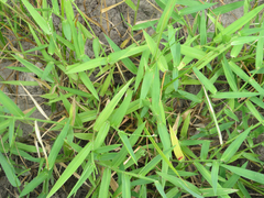 Urochloa platyphylla