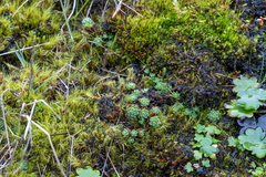 Saxifraga bronchialis funstonii