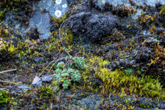 Saxifraga bronchialis funstonii
