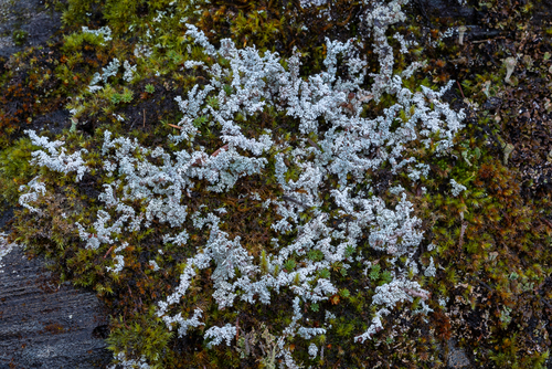 Stereocaulon coniophyllum