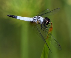 Aethriamanta gracilis