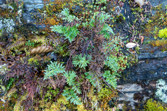 Cryptogramma sitchensis