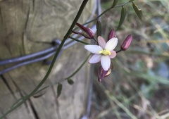 Geitonoplesium cymosum