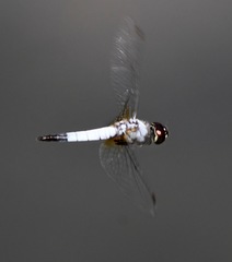 Aethriamanta gracilis