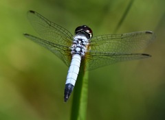 Aethriamanta gracilis