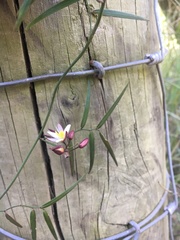 Geitonoplesium cymosum