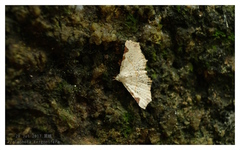 Prolophota trigonifera