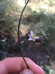 Geitonoplesium cymosum