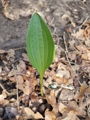 Arnoglossum plantagineum