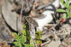 Comptosia heliophila