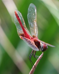Urothemis signata insignata