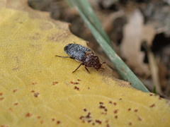 Dermestes undulatus