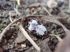 Dermestes undulatus