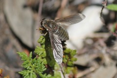 Comptosia heliophila