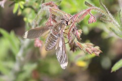 Comptosia heliophila