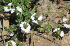 Scaevola albida