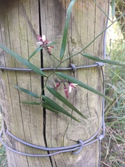 Geitonoplesium cymosum