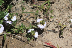 Scaevola albida