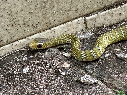 Oriental Rat Snake, photo 8 of 8