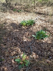 Arnoglossum plantagineum