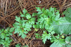 Bidens ostruthioides