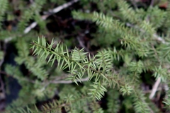 Podocarpus acutifolius